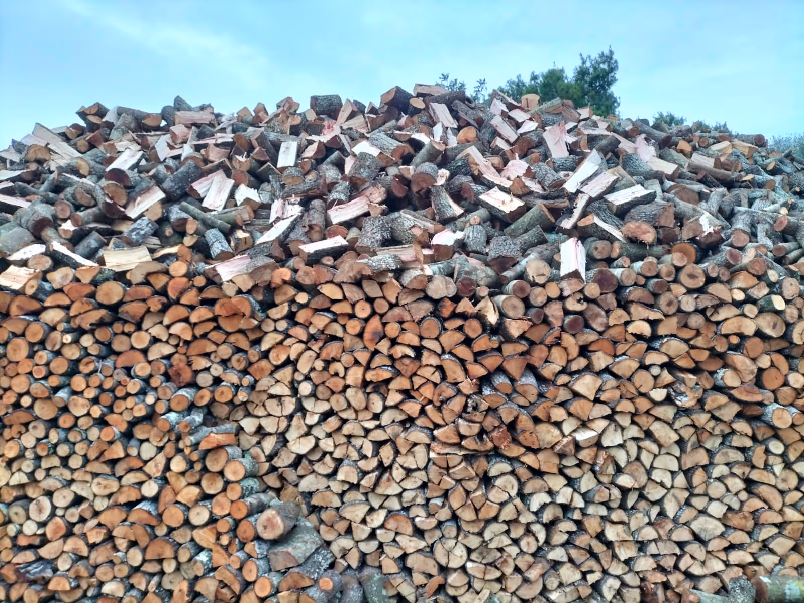 Leña de encina seca apilada, lista para chimenea